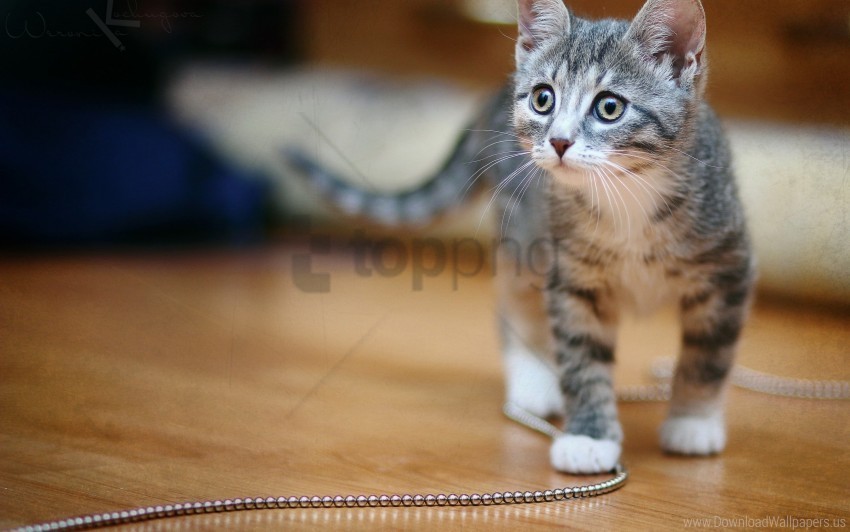 chain kitten spotted wallpaper PNG images with alpha transparency selection