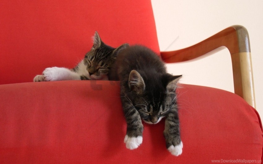 chair couple kittens lie down wallpaper High-quality transparent PNG images