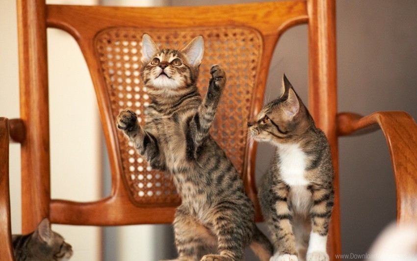 chair couple kittens playful wallpaper Transparent PNG graphics library
