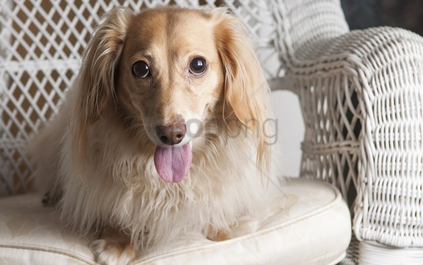 chair dachshund dog eyes tongue wallpaper Transparent PNG picture