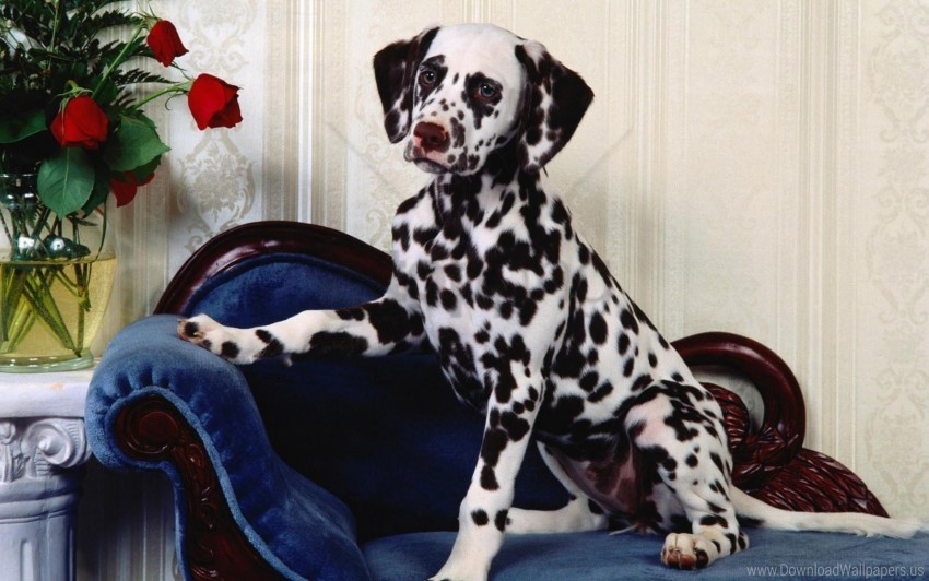 chair dalmatians dog flowers vase wallpaper Isolated Character with Transparent Background PNG