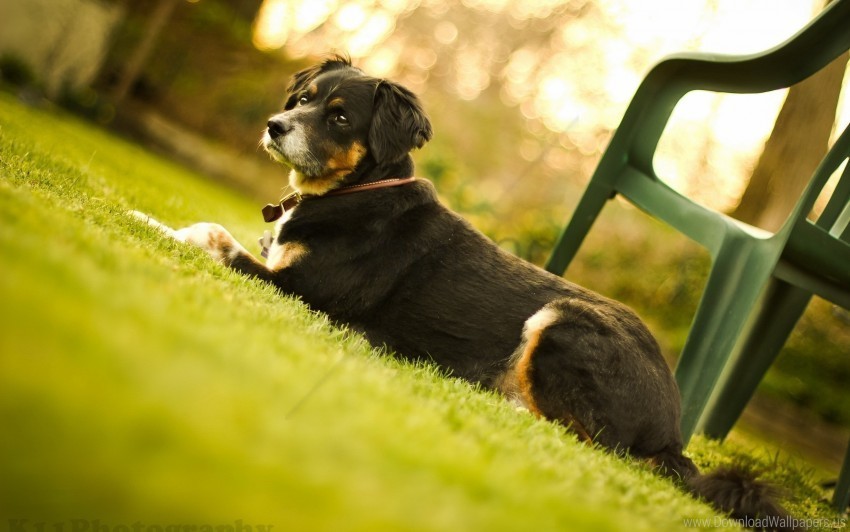 chair dog grass lie down muzzle wallpaper PNG for t-shirt designs