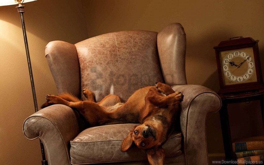 chair dog lie down playful wallpaper PNG with transparent background free