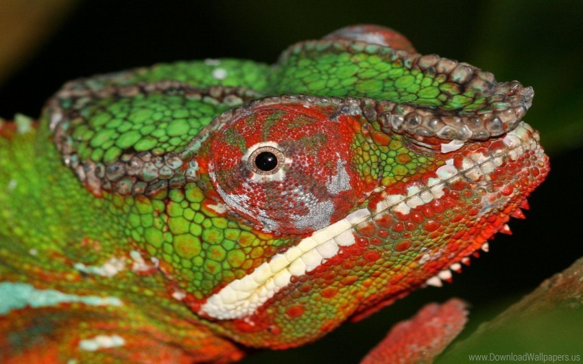 chameleon close-up eyes head wallpaper PNG images with transparent space