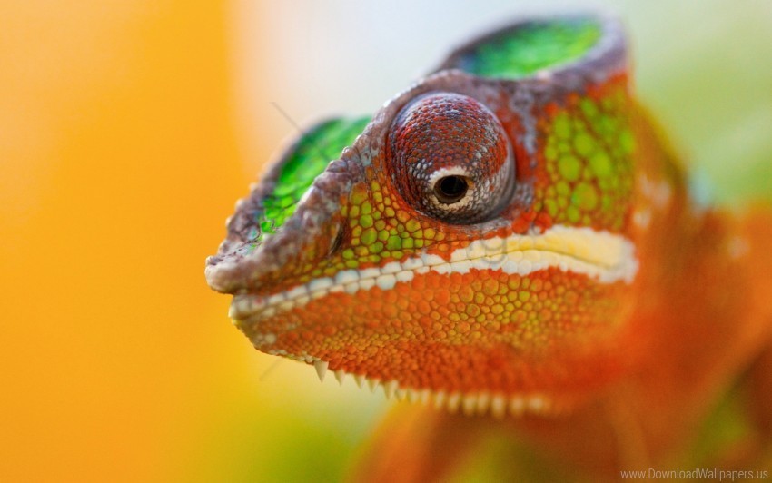chameleon close-up face spotted wallpaper Free PNG images with clear backdrop