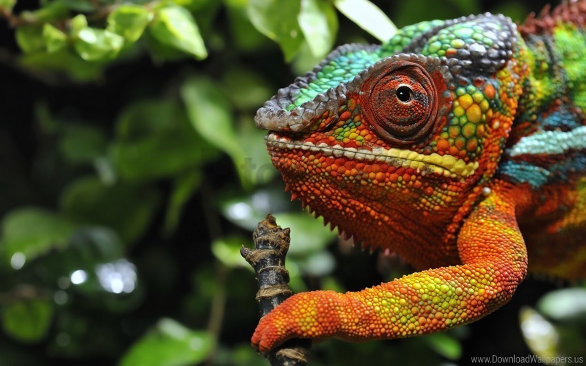 chameleon color eyes grass wallpaper Transparent PNG images wide assortment