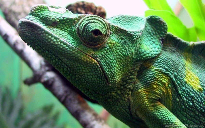 chameleon color eyes head wallpaper Free PNG
