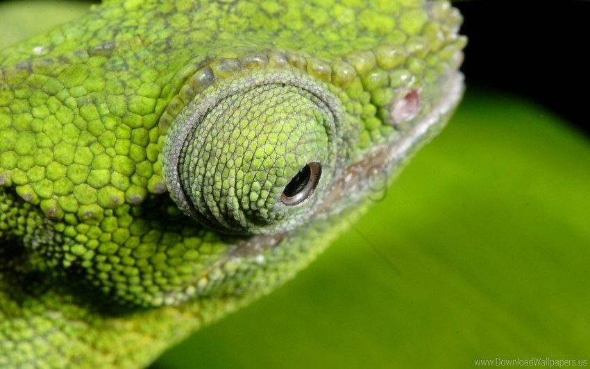 chameleon color eyes wallpaper PNG files with no royalties