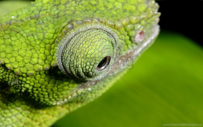 Chameleon Color Eyes Wallpaper PNG Files With No Royalties