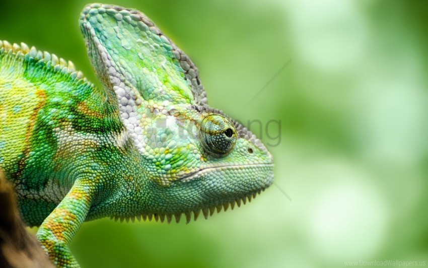 chameleon forest lizard wallpaper PNG photo with transparency