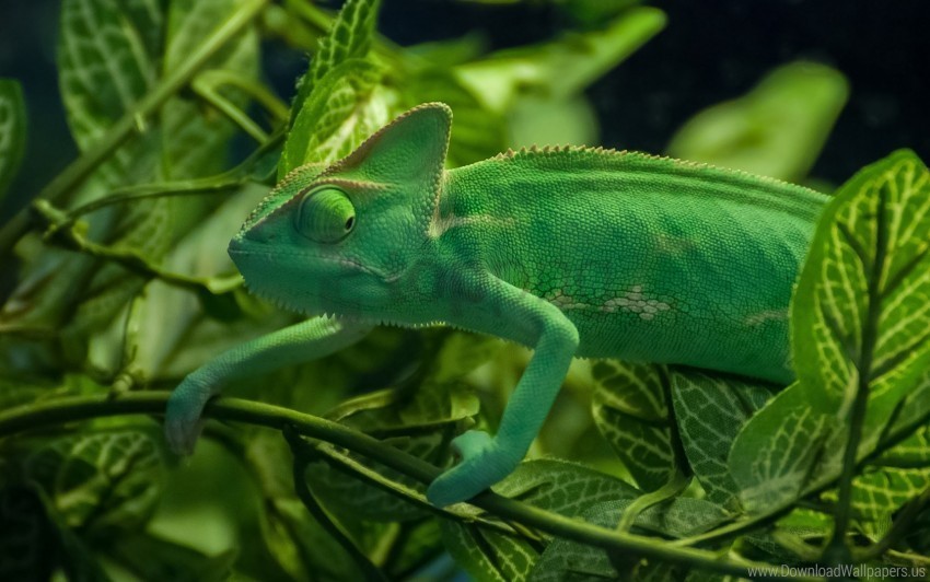 Chameleon Green Reptile Wallpaper PNG For Presentations