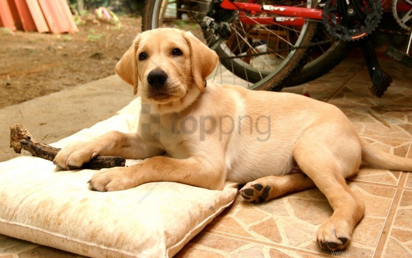 charming dog labrador lying puppy retriever wallpaper PNG Image with Clear Background Isolated