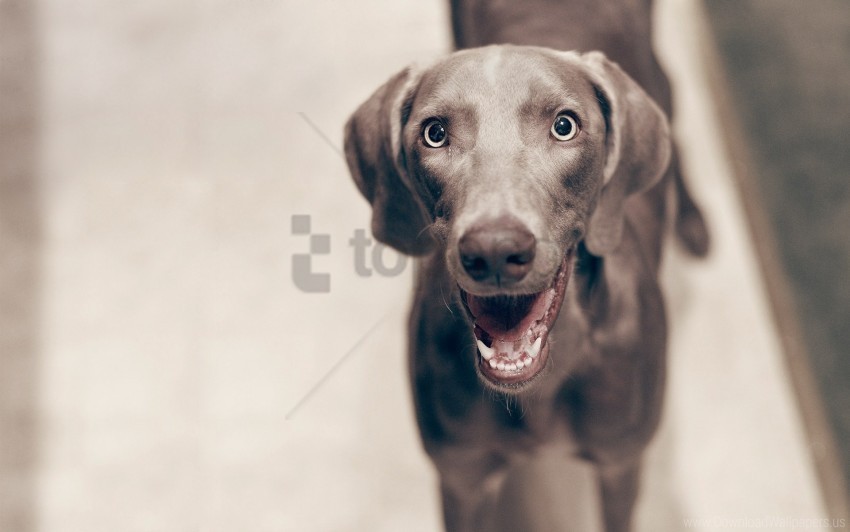 cheerful dogs eyes face waiting wallpaper Isolated Item with Transparent Background PNG
