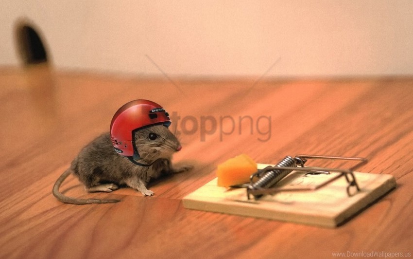 cheese funny helmet mouse mouse trap situation wallpaper High-resolution transparent PNG images set