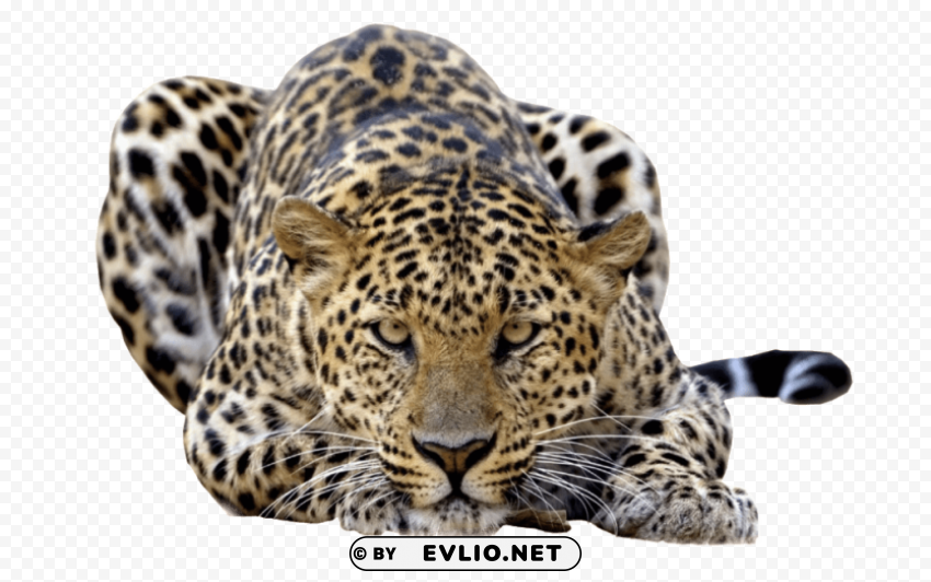 cheetah PNG artwork with transparency