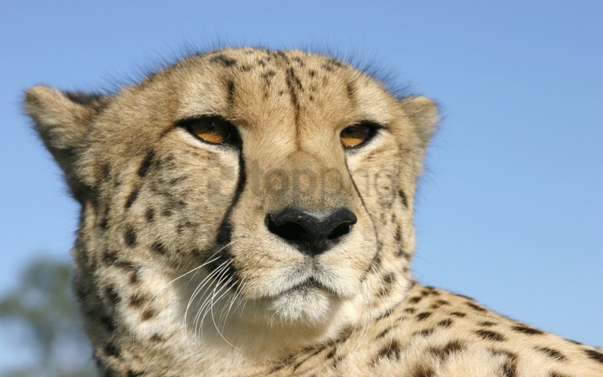 cheetah color face spotted wallpaper Transparent background PNG photos