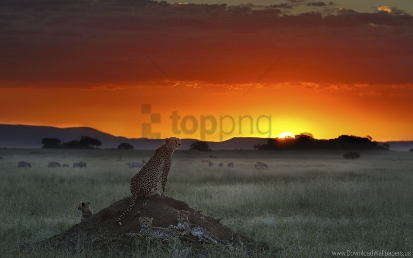 cheetah elevation grass horizon sitting sunset wallpaper Isolated Artwork in Transparent PNG Format