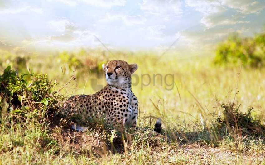 cheetah grass lie predator wallpaper Transparent PNG images for digital art