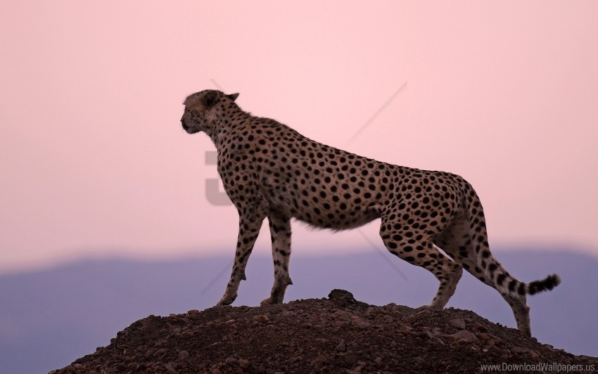 cheetah horizon predator sky sunset wallpaper Isolated Item with Transparent Background PNG