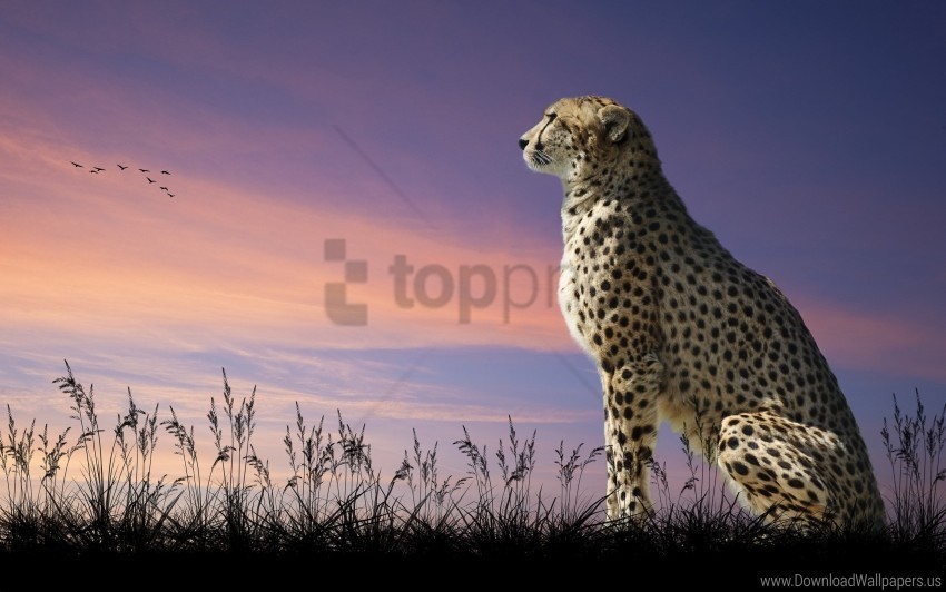 cheetah nature sit wallpaper Isolated Element in Transparent PNG