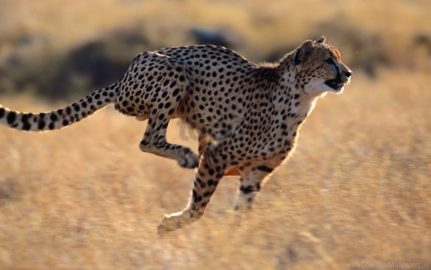 Cheetah Running Speed Wallpaper PNG Images With Alpha Channel Selection