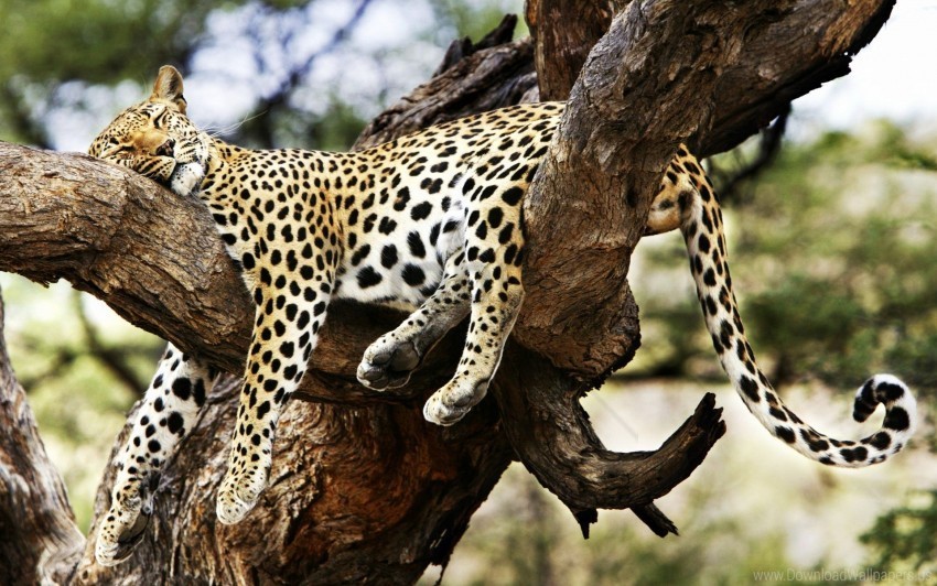 Cheetah Sleeping Wallpaper Transparent PNG Isolated Artwork