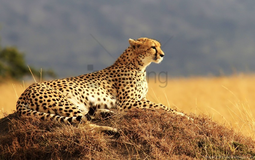 cheetah wallpaper PNG images for mockups