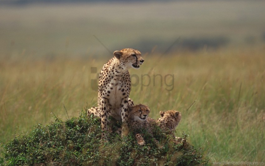 cheetahs family grass lie wallpaper PNG Image Isolated with Clear Transparency