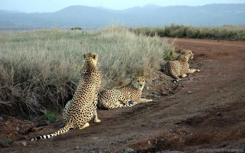 Cheetahs Grass Hunting Road Sit Three Wallpaper Transparent Background Isolation In PNG Image