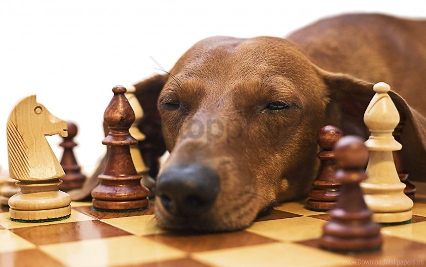 chess dachshund dog face fatigue wallpaper PNG transparent design