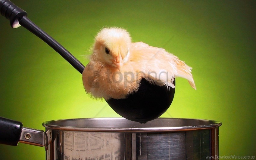chicken funny ladle pot wallpaper Transparent image