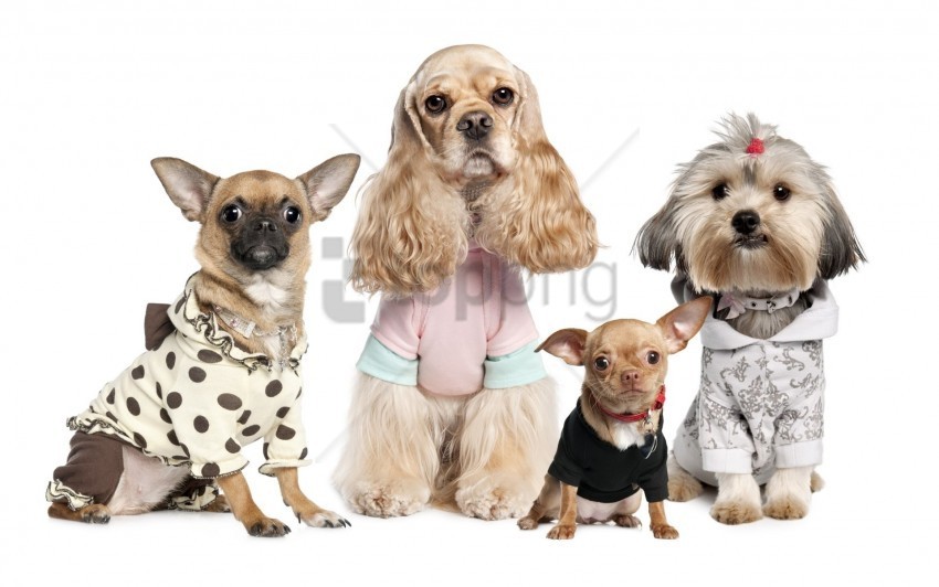 chihuahua costumes dogs variety yorkshire terrier wallpaper Transparent design PNG