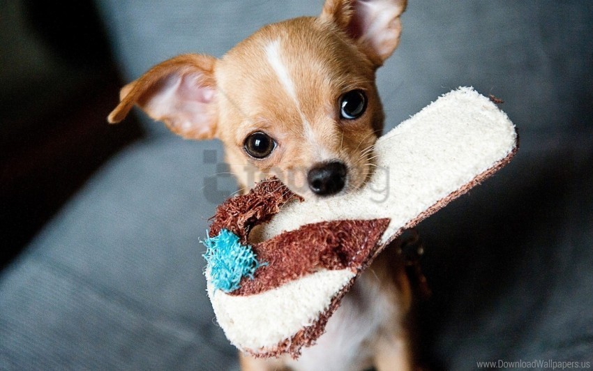 chihuahua muzzle slipper wallpaper Transparent Background PNG Isolated Illustration