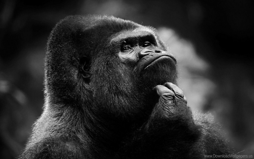 chimpanzee dark face monkey wallpaper PNG images free download transparent background