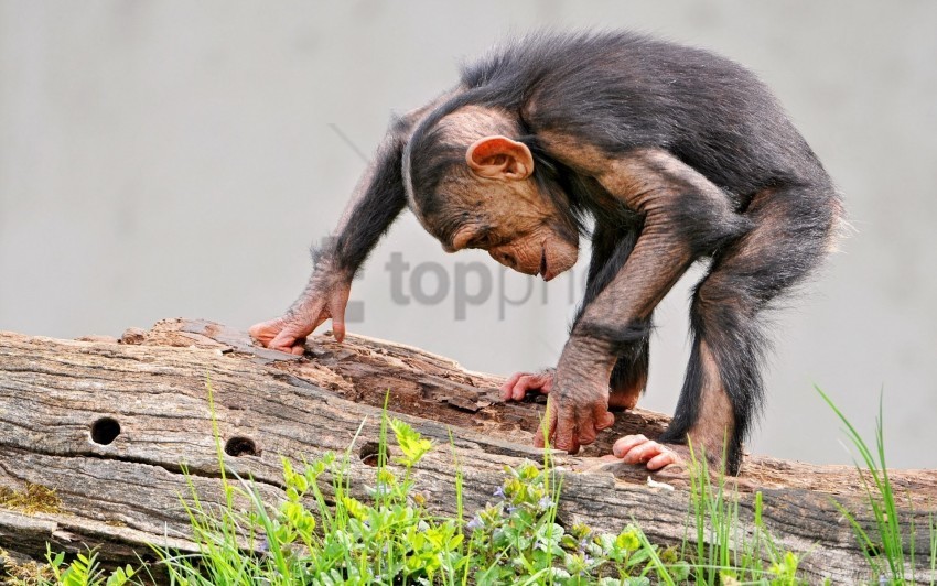 chimpanzee grass log monkey wallpaper PNG transparent images extensive collection