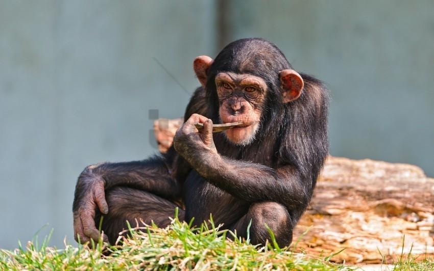 chimpanzees sit small wallpaper PNG for web design
