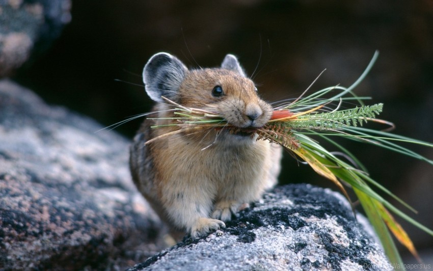 chinchilla food grass hold hunt stone wallpaper Isolated Object on Transparent PNG