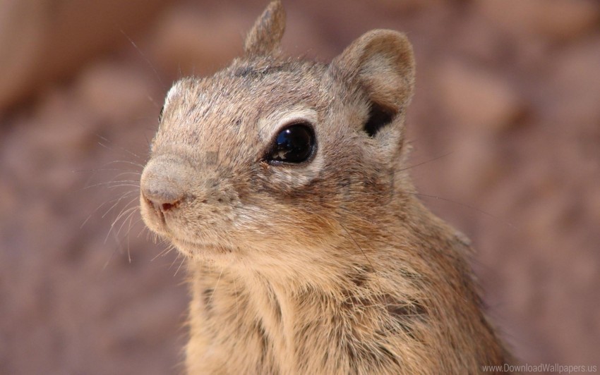 Chipmunk Face Gopher Rodent Wallpaper Clear PNG Graphics