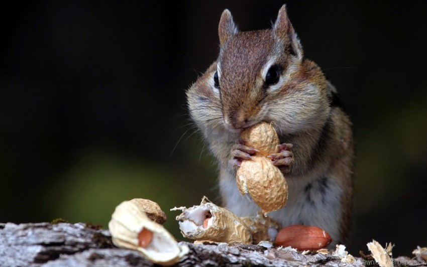 Chipmunk Food Nuts Sit Wallpaper PNG For Educational Projects