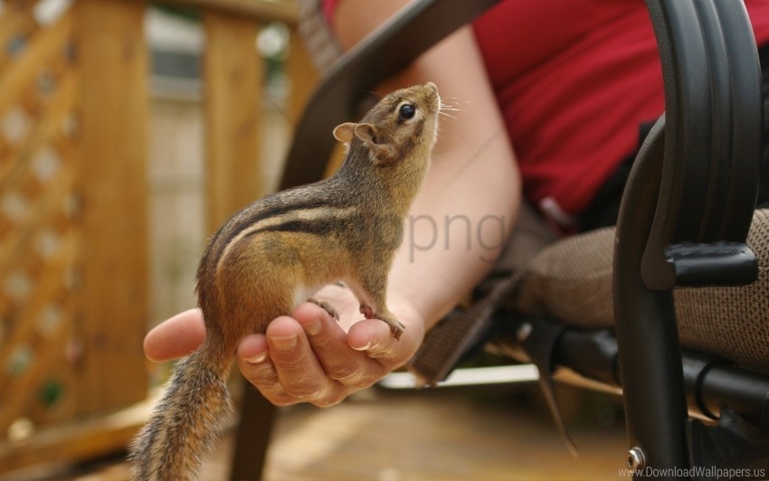 chipmunk hand sit tail wallpaper High-quality transparent PNG images comprehensive set