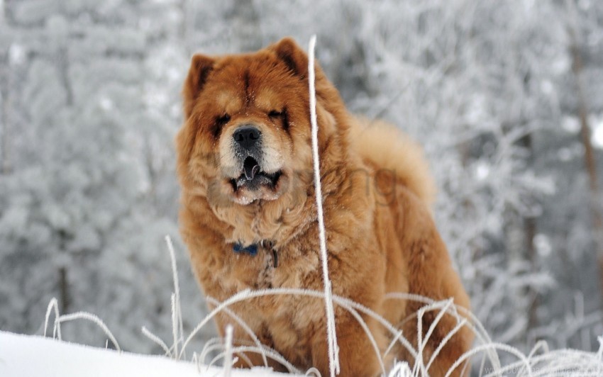 chow chow dog face fat wallpaper PNG images with clear backgrounds