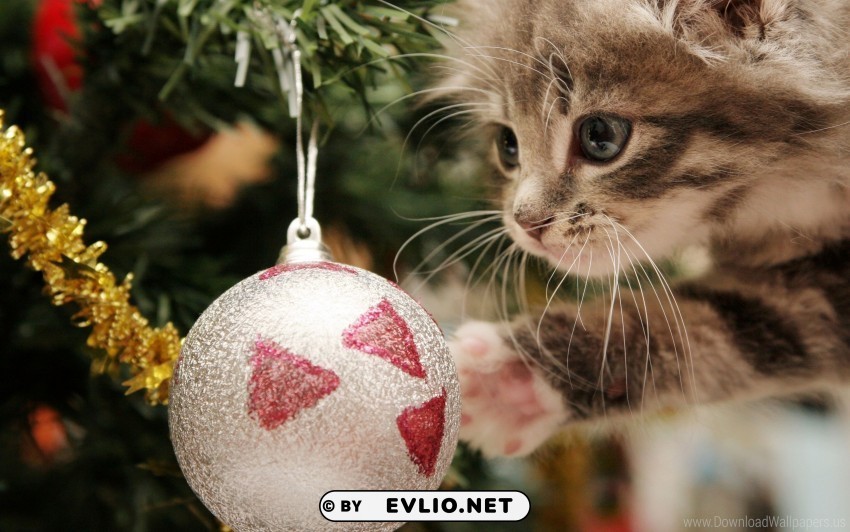 christmas ball face furry kitten play wallpaper Transparent design PNG