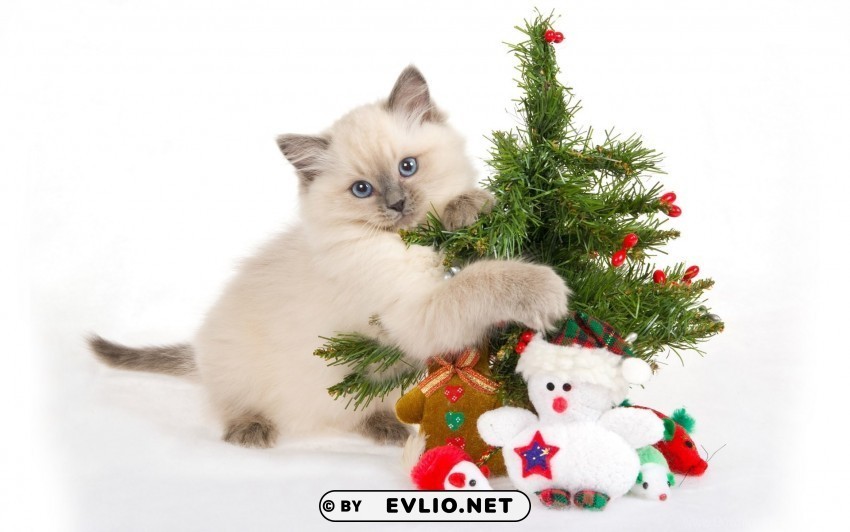 christmas kitten new year spotted toys tree wallpaper Transparent pics