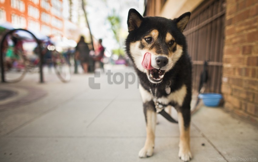 city dog lick street wallpaper PNG images without BG
