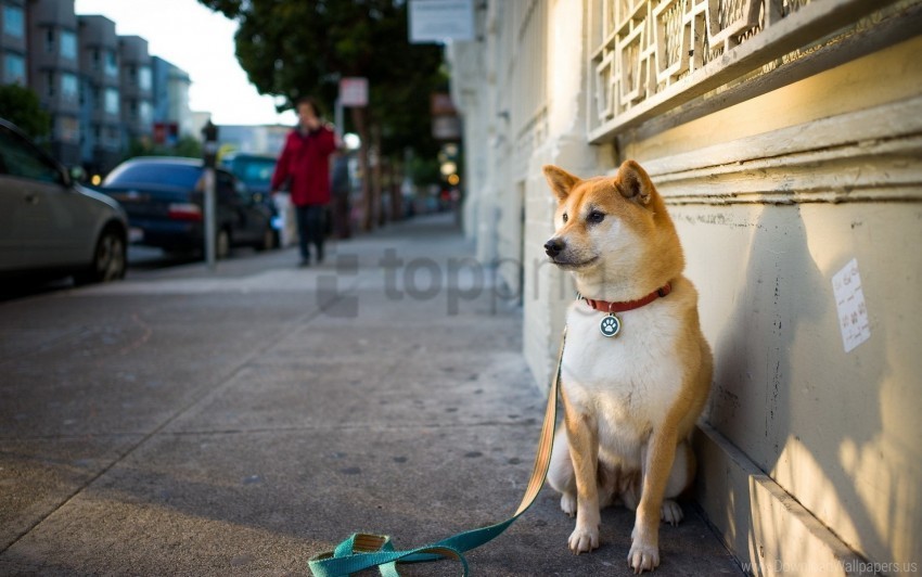 city dog sit street wallpaper Transparent PNG images complete library