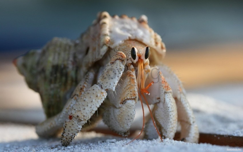 claws climbing crab shell wallpaper Transparent PNG images free download