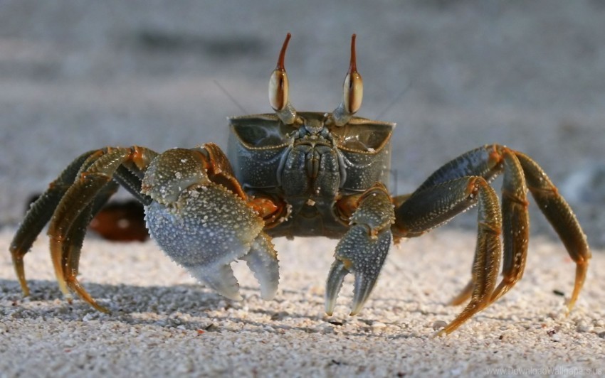 claws crab sand wallpaper PNG pictures with alpha transparency