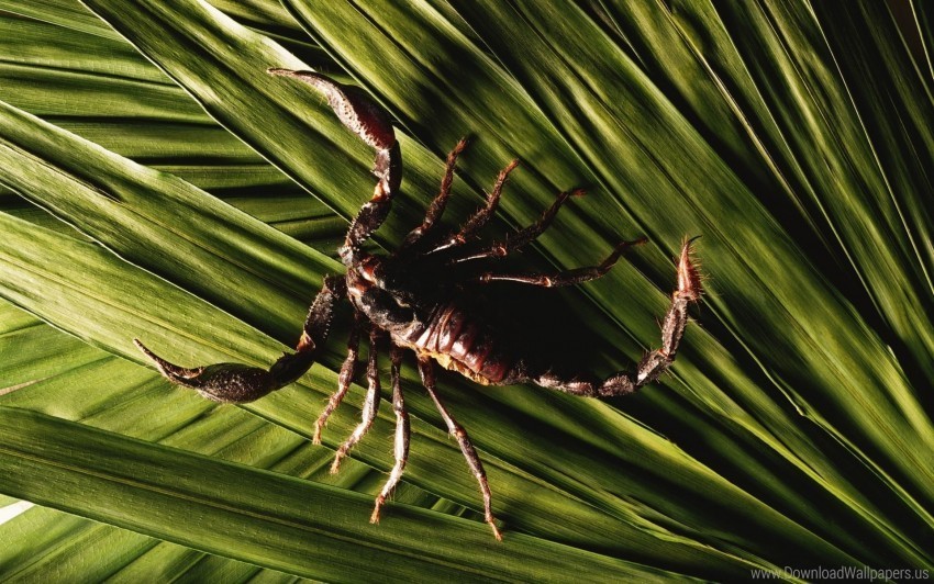 Claws Leaves Legs Plants Scorpion Tail Wallpaper PNG Images With No Fees