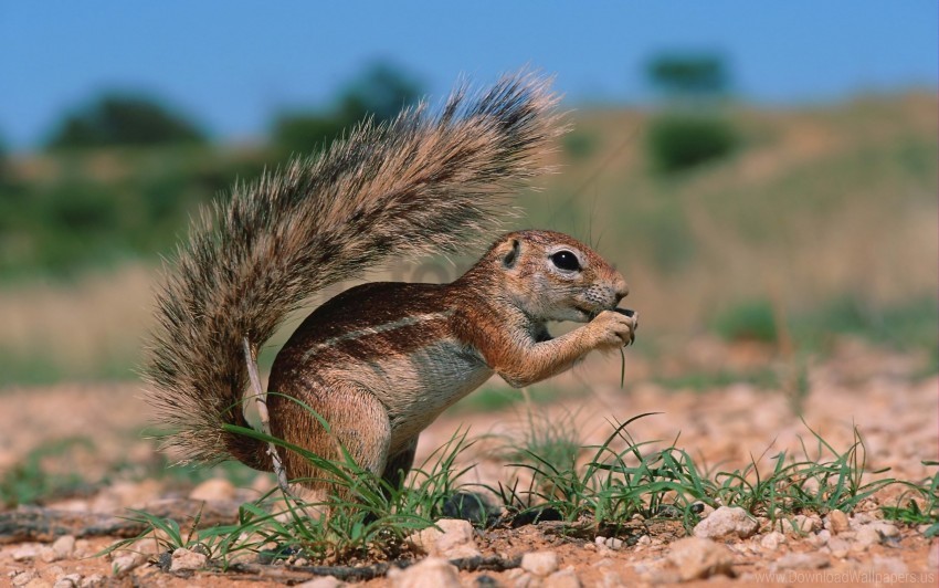 clay grass sit squirrel wallpaper PNG with no cost