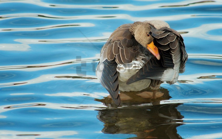 Cleaning Duck River Water Wheels Wallpaper Free PNG Images With Alpha Transparency